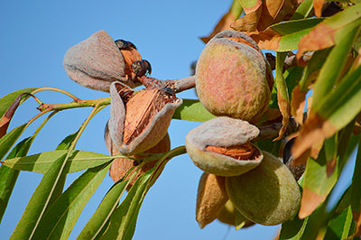 almendras secano