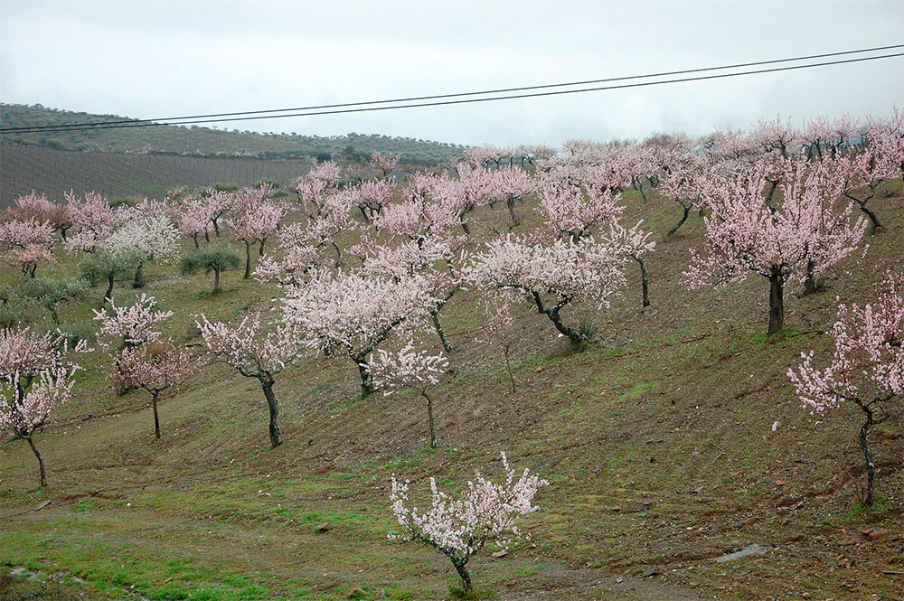 Abonado racional en cultivos de secano: Almendro