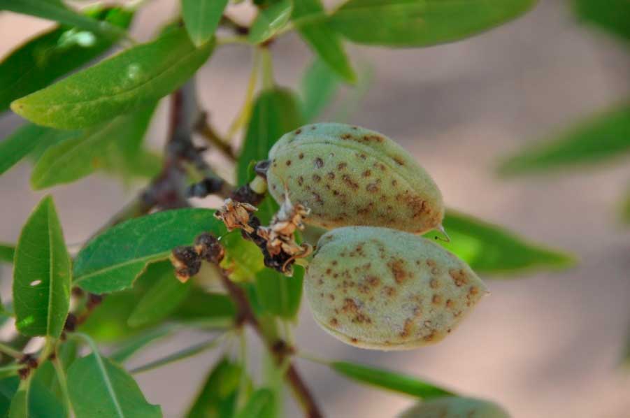 antracnosis-almendro