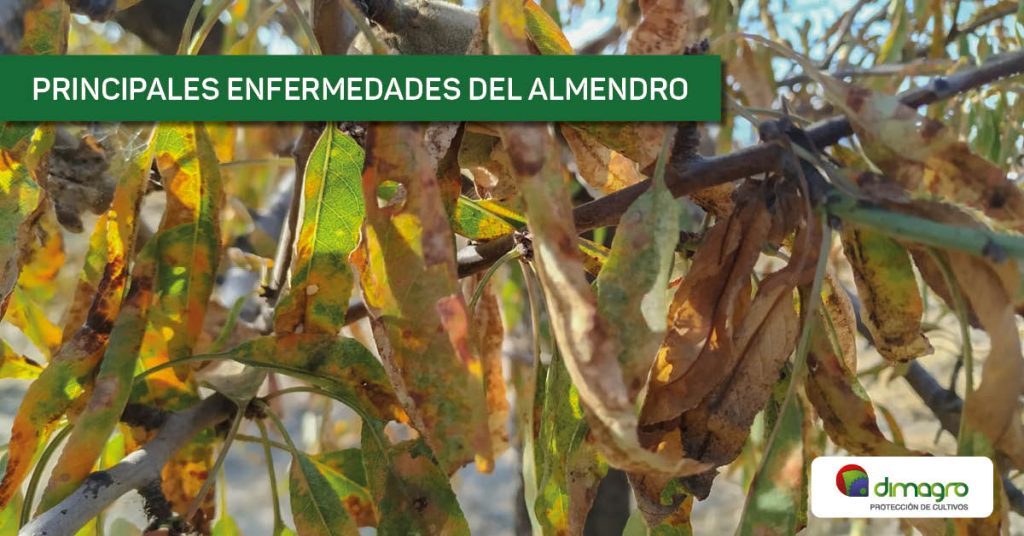 Principales enfermedades del almendro