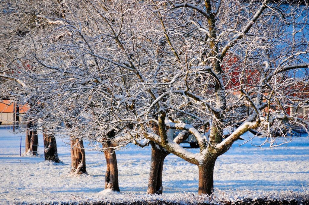 Tratamiento de invierno para frutales
