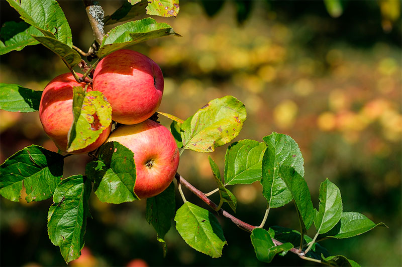 Tratamientos en frutales: recomendaciones para otoño