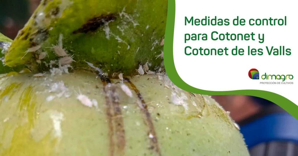 Medidas de control para Cotonet y Cotonet de les Valls