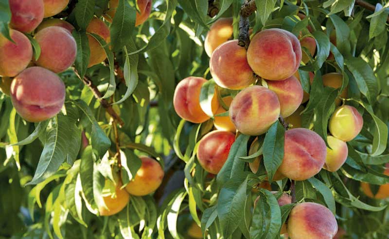 Murcia y Valencia lideran la exportación de frutas y hortalizas