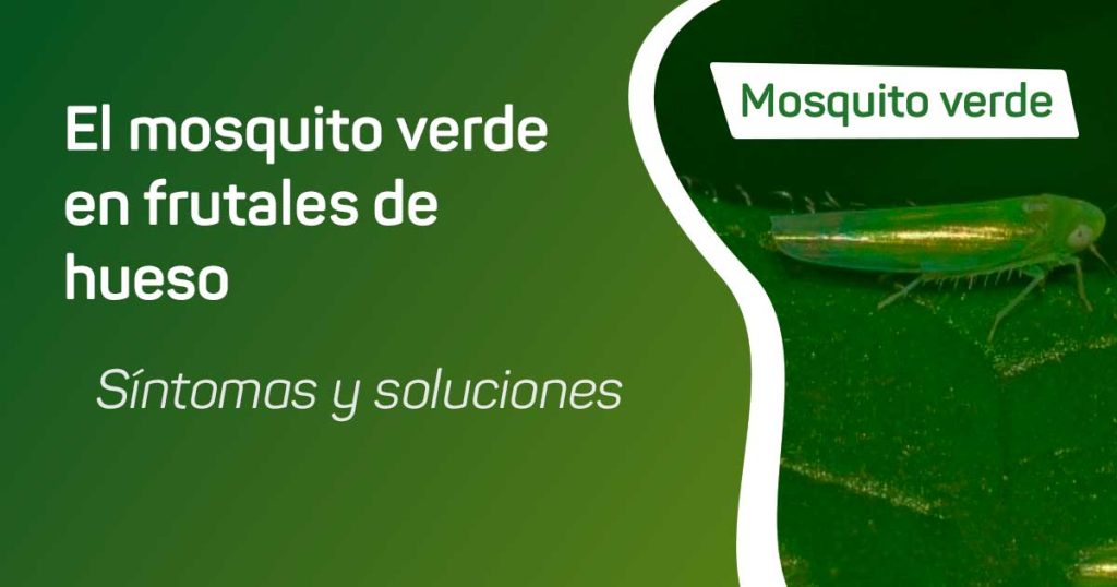 El Mosquito Verde en frutales de hueso