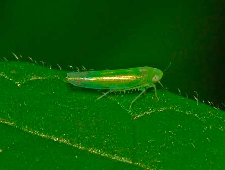 Mosquito verde frutales